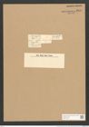 Cocconeis dirupta Greg. (de-Toni-Nr.: Genus 40, Species 1843) Zeichnungen Sammlung Grunow Nr. 3640 (NHMW-BOT-W0371249)